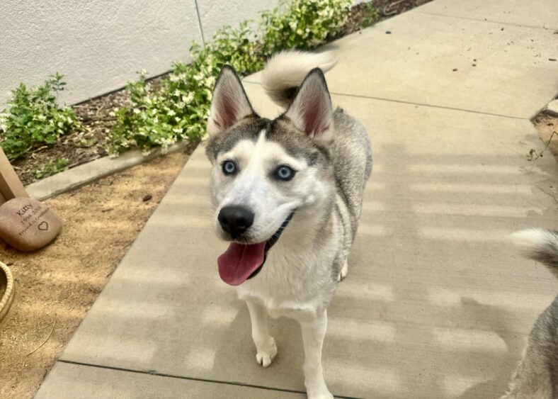 These 7 Blue-Eyed Dogs Will Steal Your Heart—And They’re All Up for Adoption