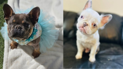 These 9 French Bulldogs Worth Thousands Are Waiting for a Forever Home