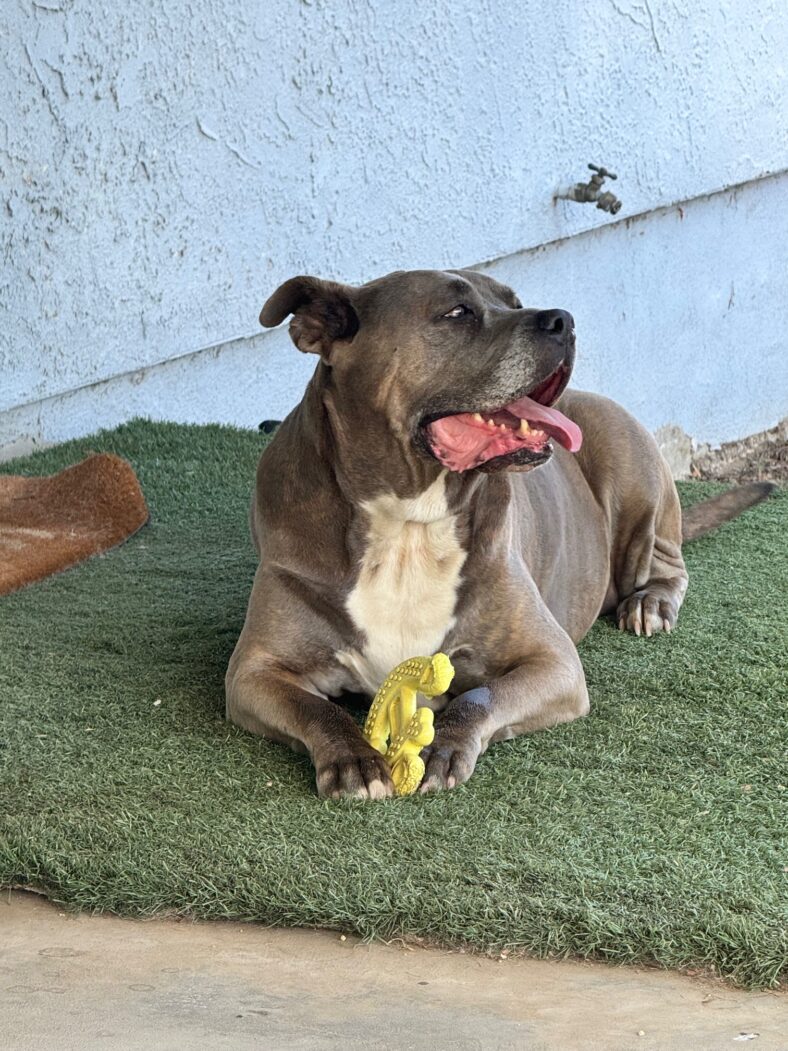 Zoe Stayed by Her Owner’s Side Until Her Last Breath—She Deserves That Same Devotion