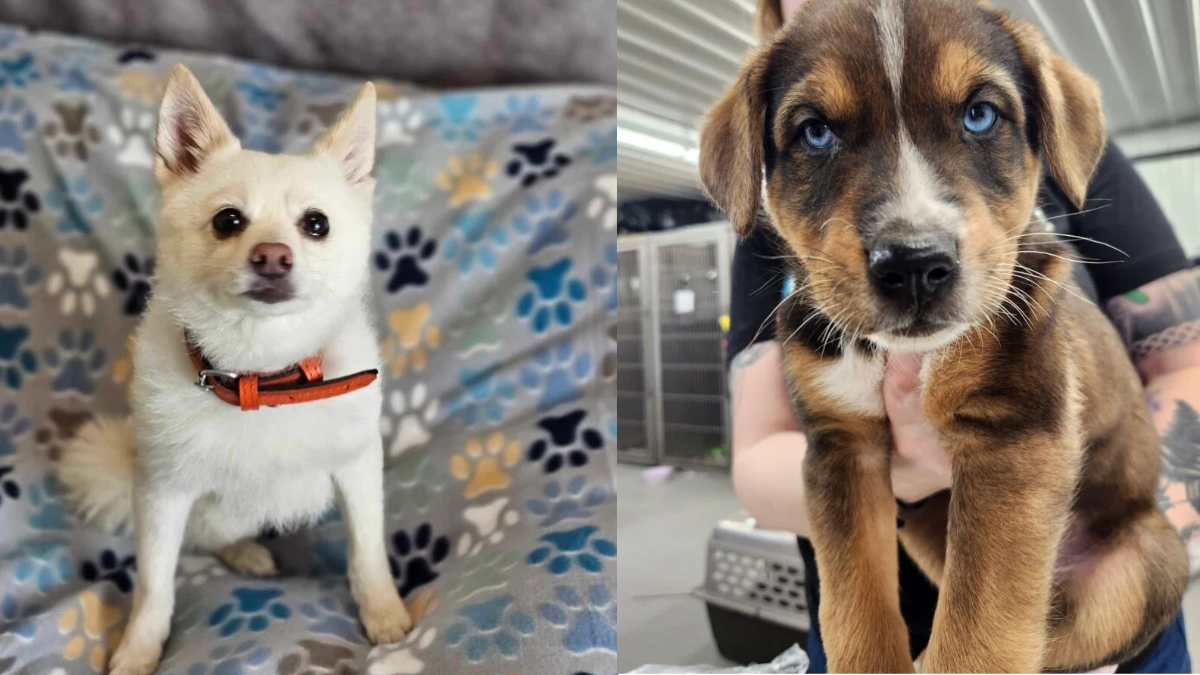 These 8 Loyal Dogs Were Abandoned by Their Owners—Now They’re Searching