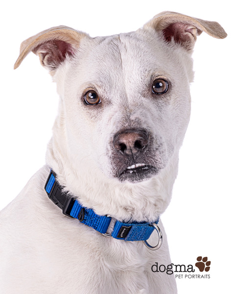 PJ the Anxious Foster Dog