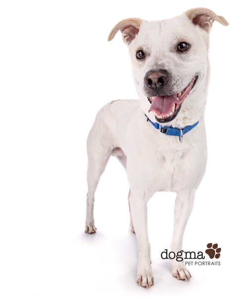 PJ the Anxious Foster Dog