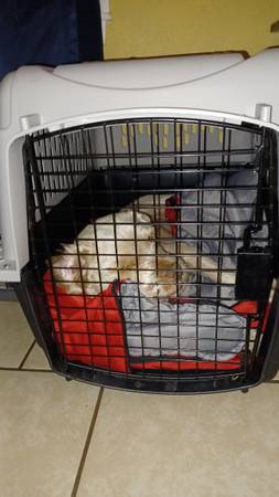 Male dog abused and neglected for whole life, now looking for a fresh new chance in life