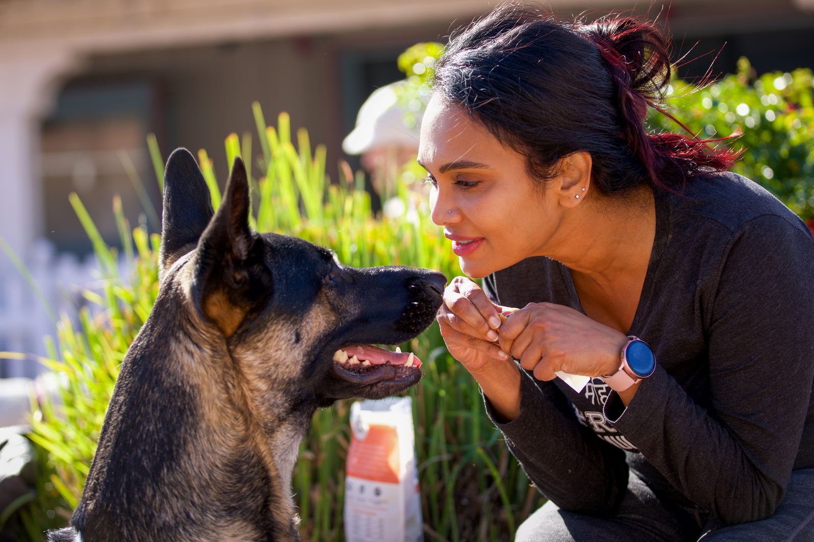 Coco - German Shepherd Dog