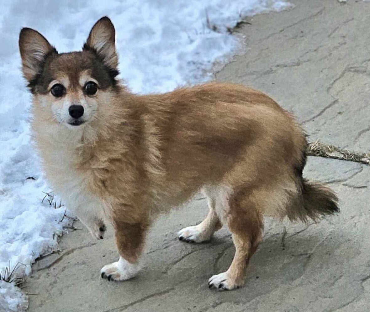 Zoey - Pomeranian