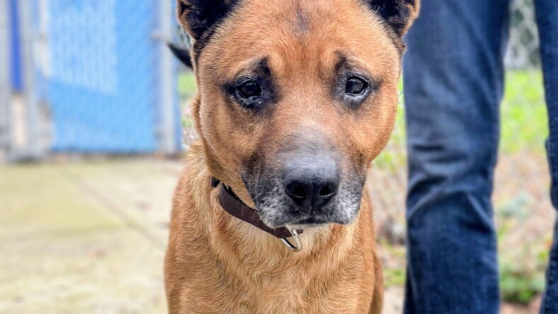 Cantaloupe - Shepherd