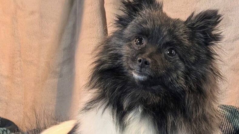 Oreo - Pomeranian
