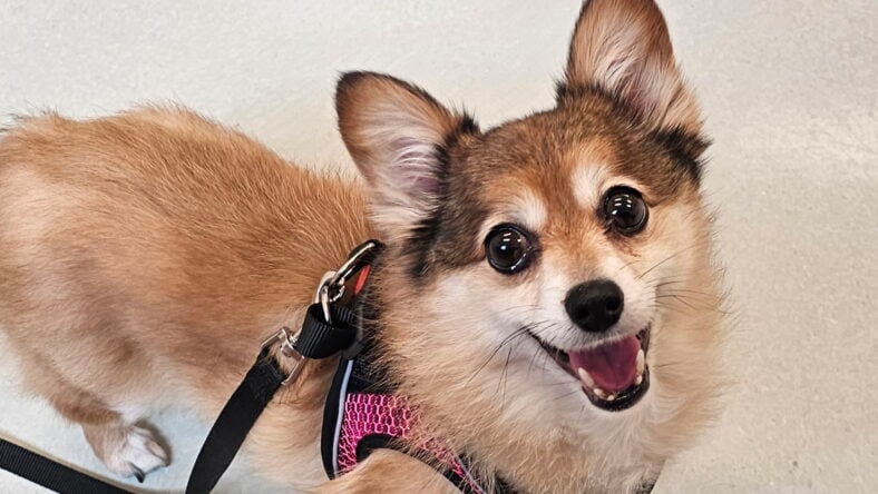 Zoey - Pomeranian