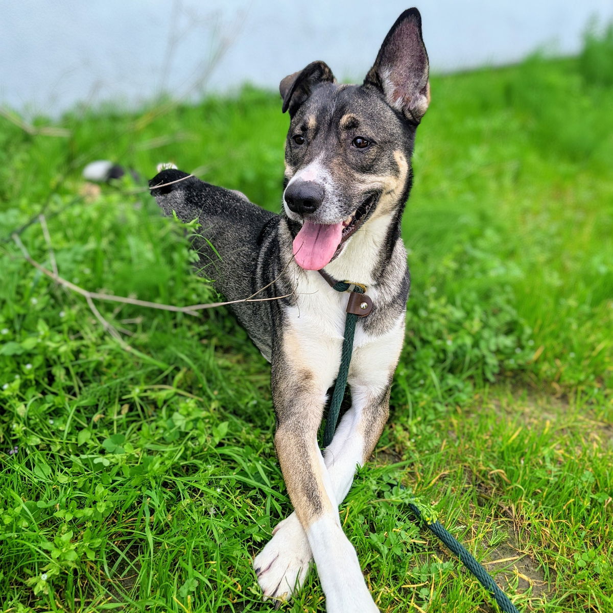 Zorro - Shepherd