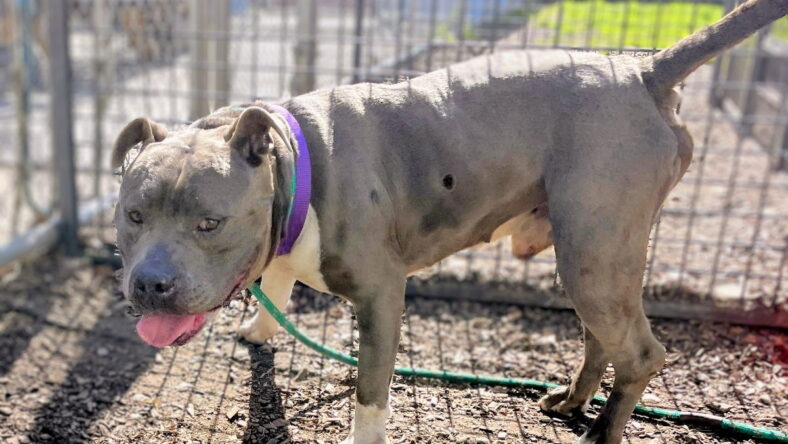 Potluck - American Pit Bull Terrier