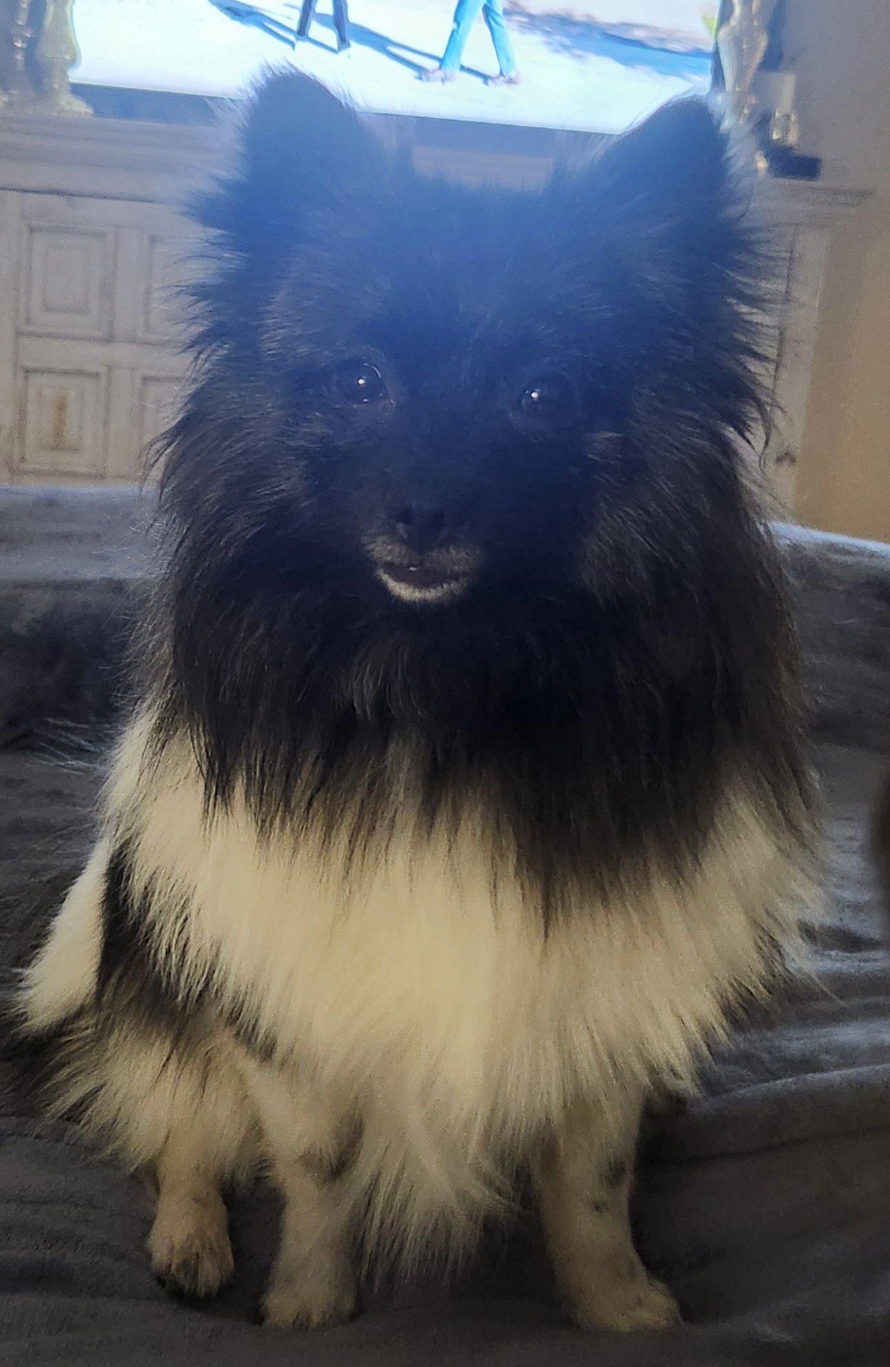 Oreo - Pomeranian
