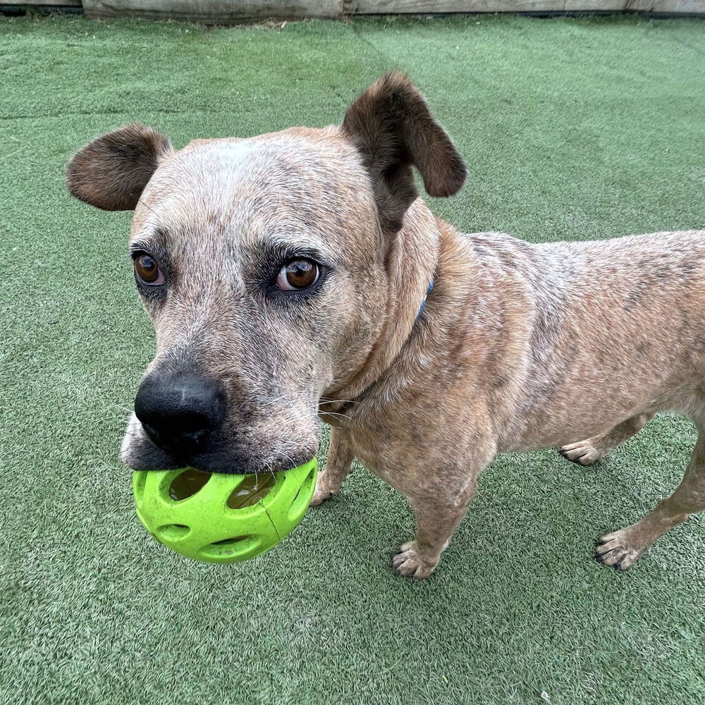 Sampson - American Staffordshire Terrier