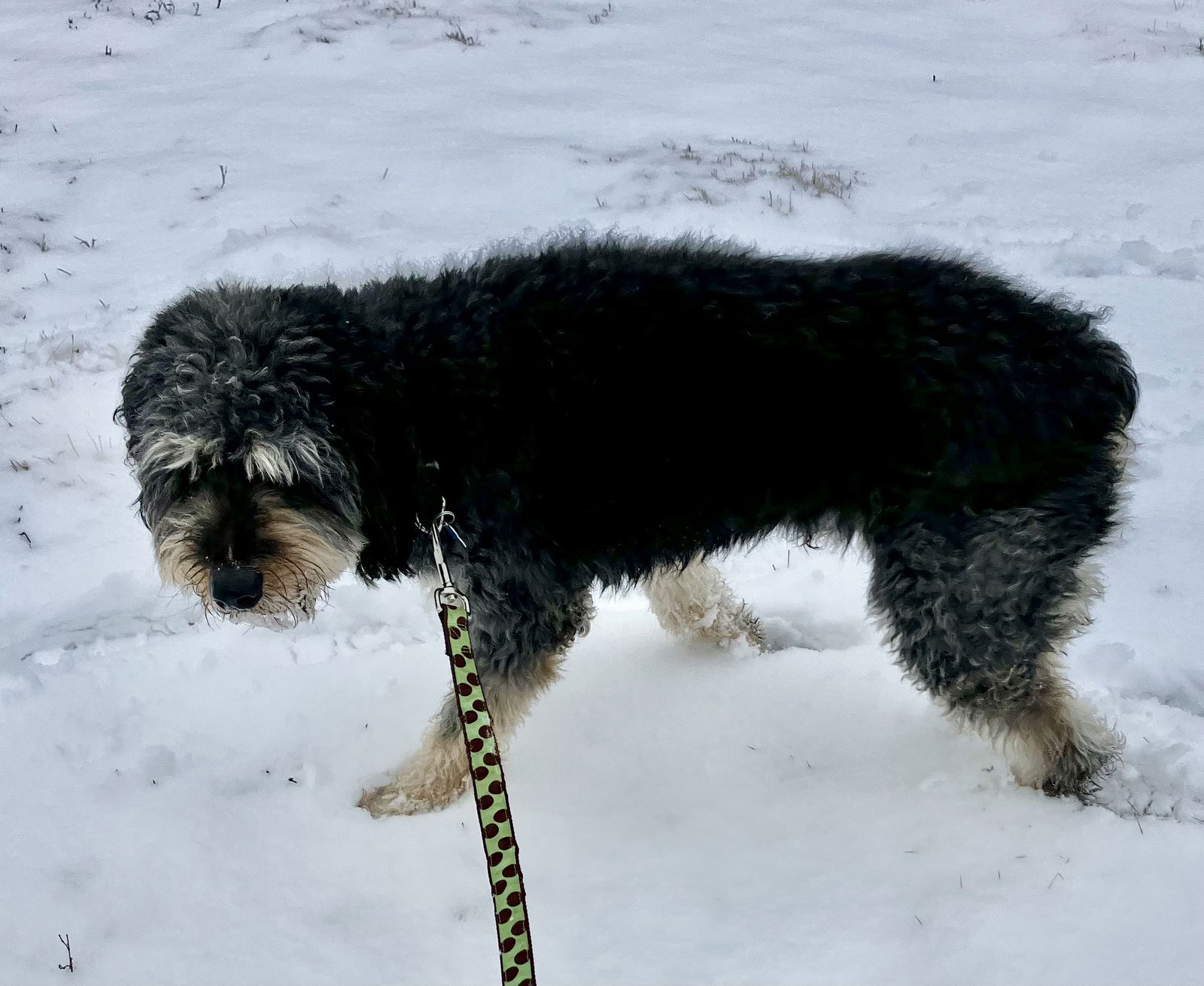 Calder - Poodle (Standard)