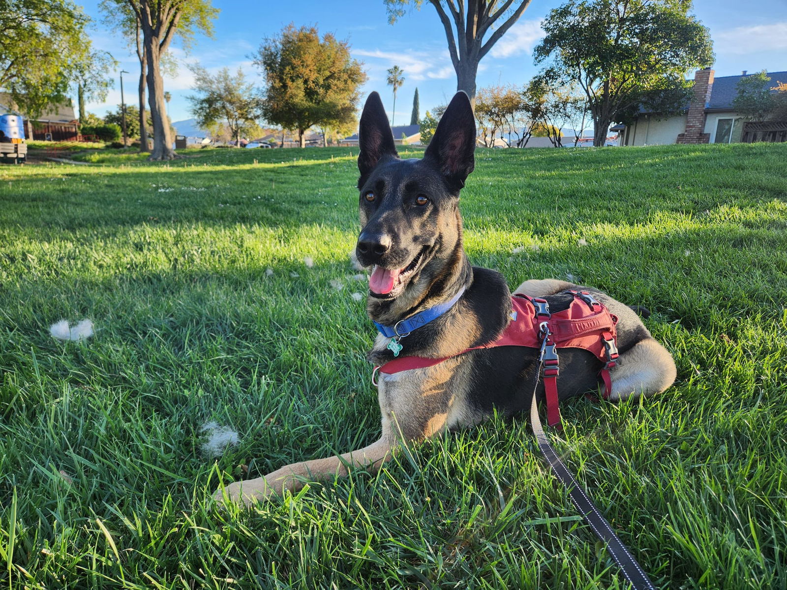 Coco - German Shepherd Dog