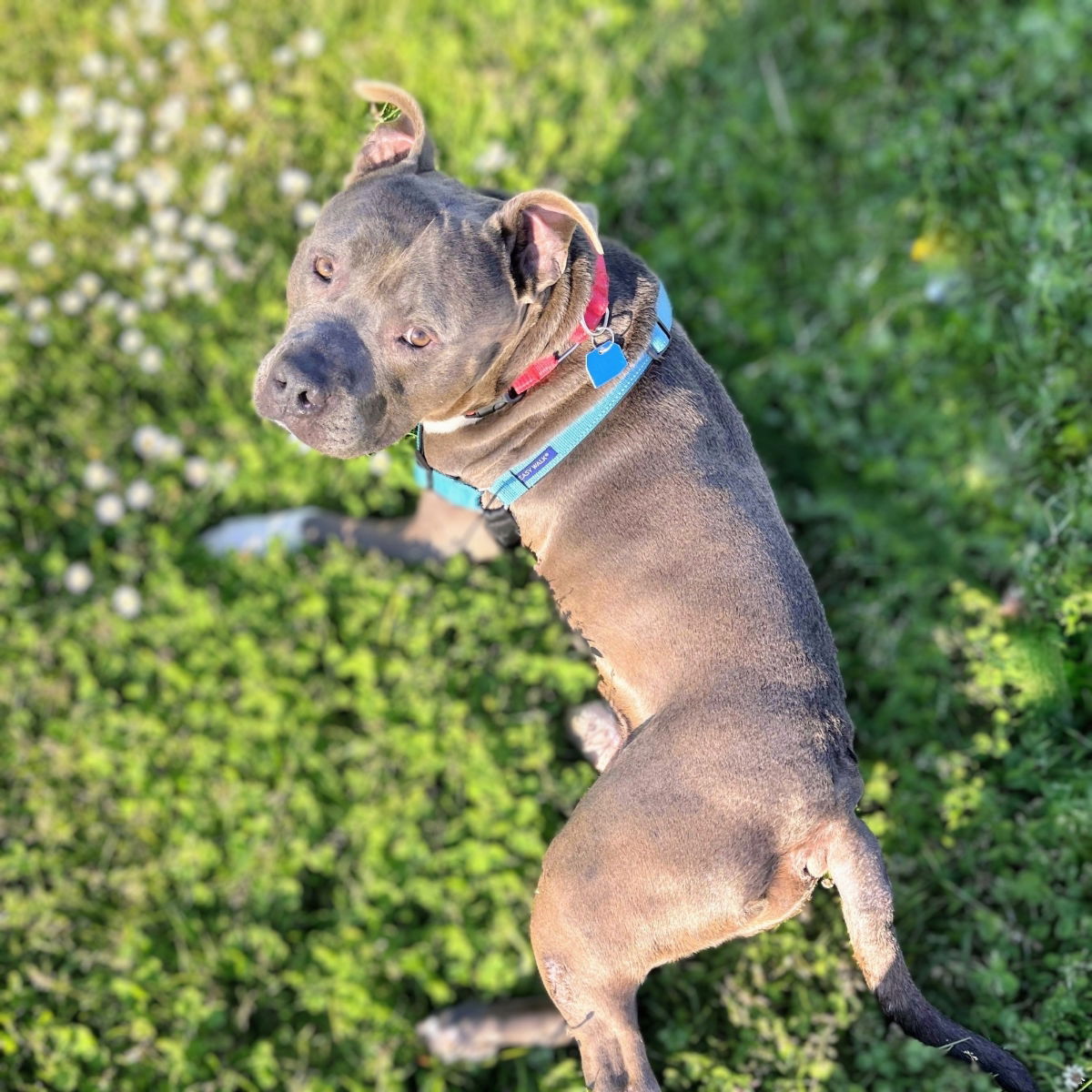 Potluck - American Pit Bull Terrier