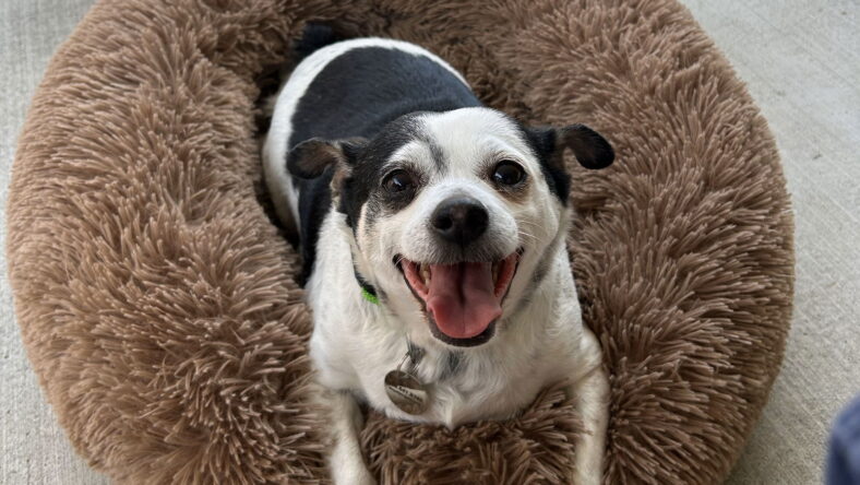 Roxi - Chihuahua