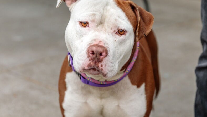 Boxie - American Pit Bull Terrier
