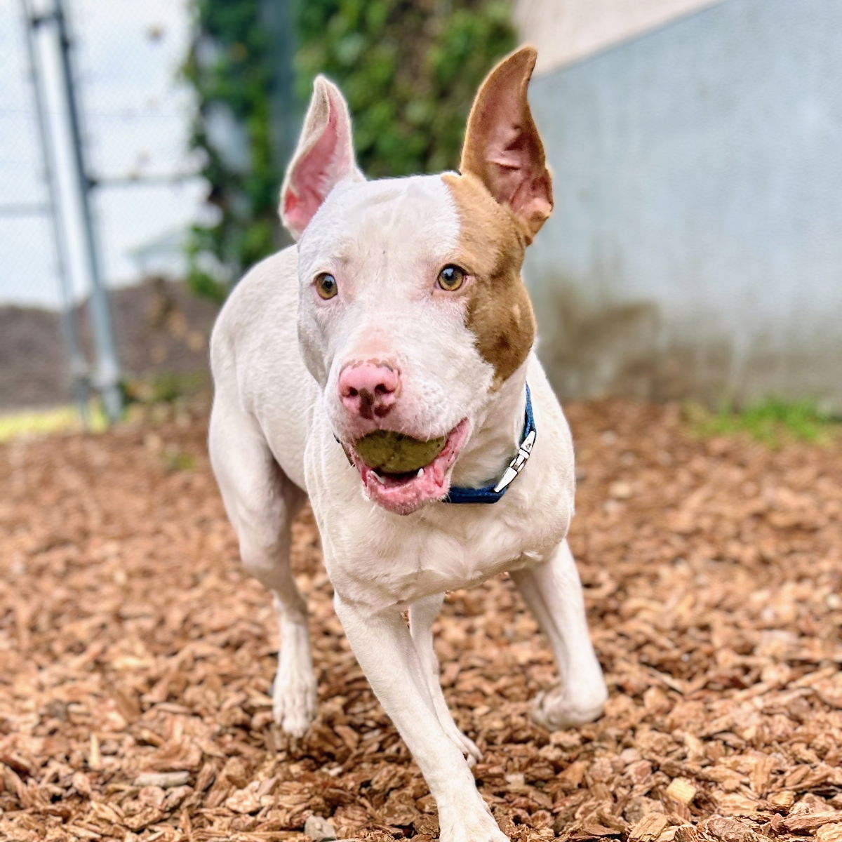 Casserole - Pit Bull Terrier
