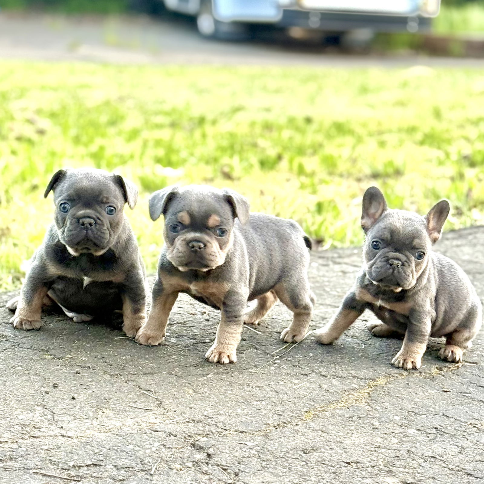 Fleacia - French Bulldog