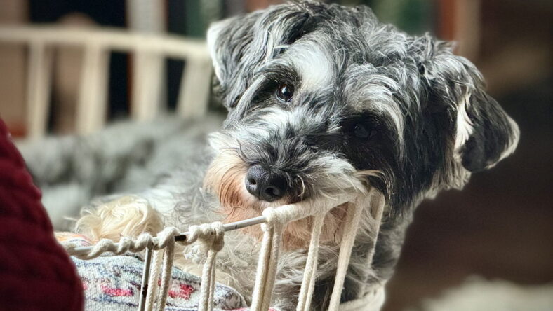 Shivey/pending adoption - Schnauzer