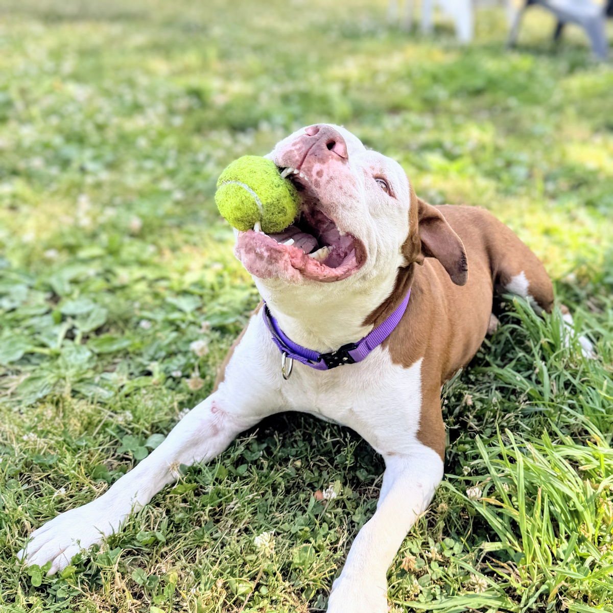 Boxie - American Pit Bull Terrier