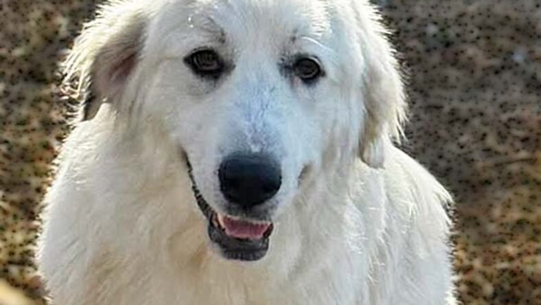 Serenity in TN - Precious Love! - Great Pyrenees