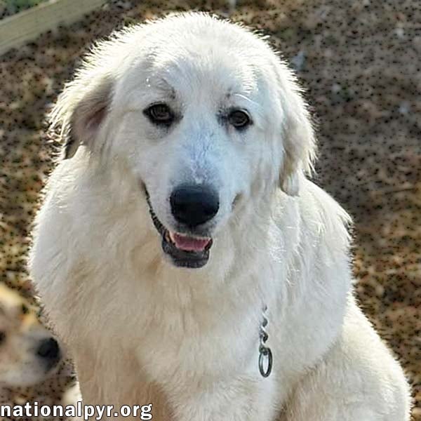 Serenity in TN - Precious Love! - Great Pyrenees