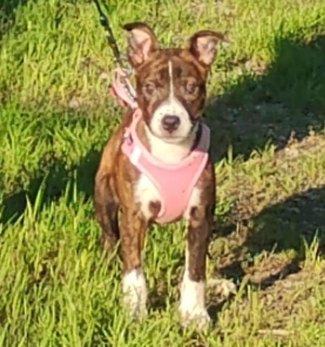 Koi Vacation Foster Needed 6/20-23rd - American Staffordshire Terrier