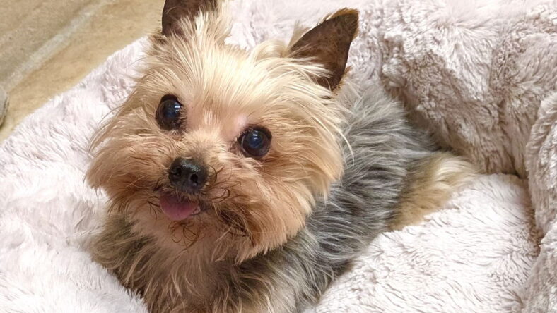 A Beauregard (Beau) - Yorkshire Terrier Yorkie