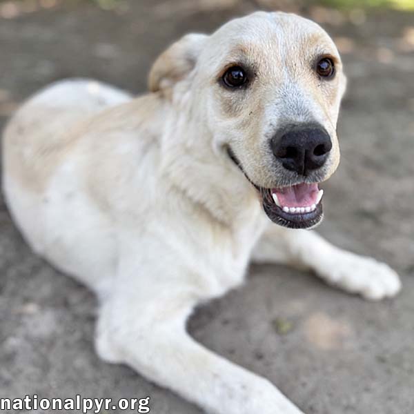 Butterball in GA - Playful & Sweet! - Great Pyrenees