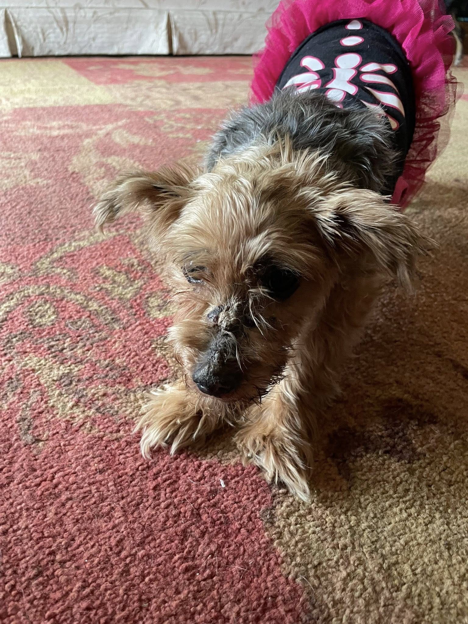Squidward - Yorkshire Terrier Yorkie