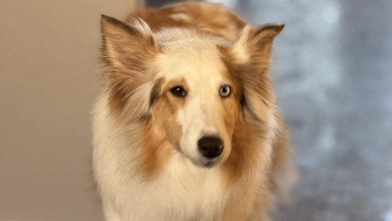 Ryleigh - Shetland Sheepdog Sheltie
