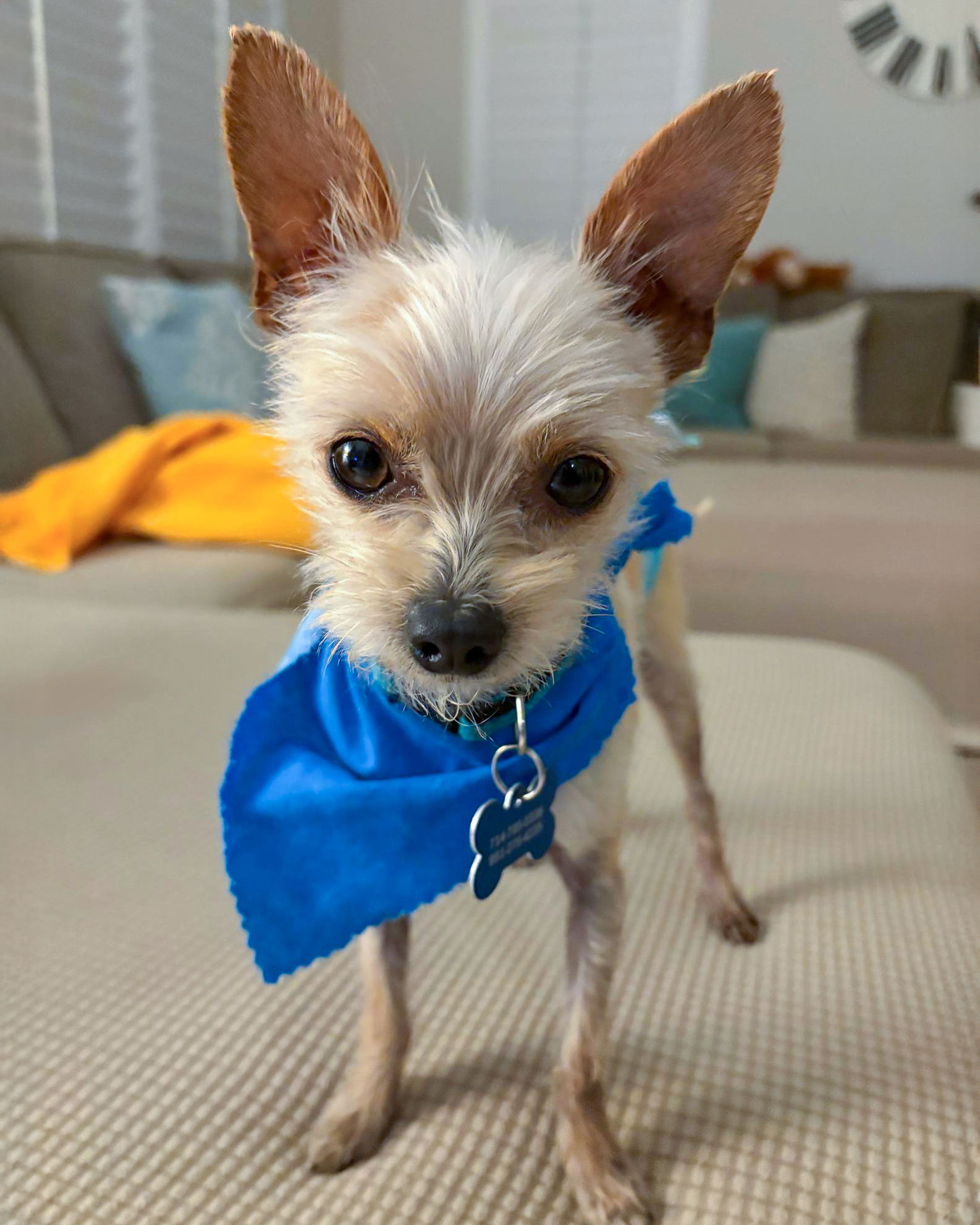 Bitty B - Terrier