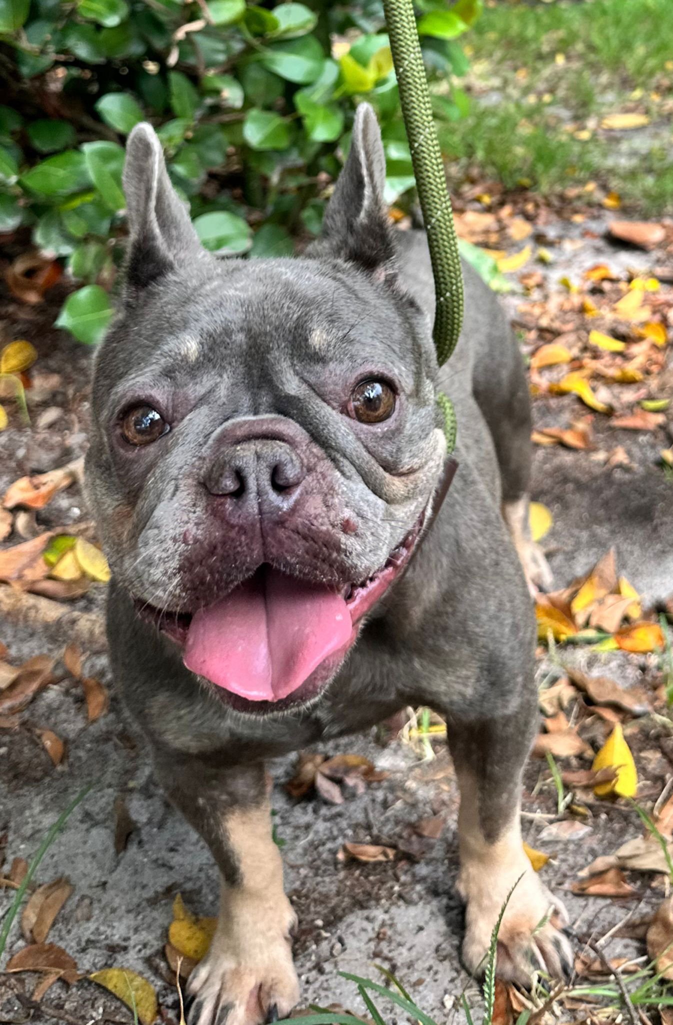 CHIQUIS - French Bulldog