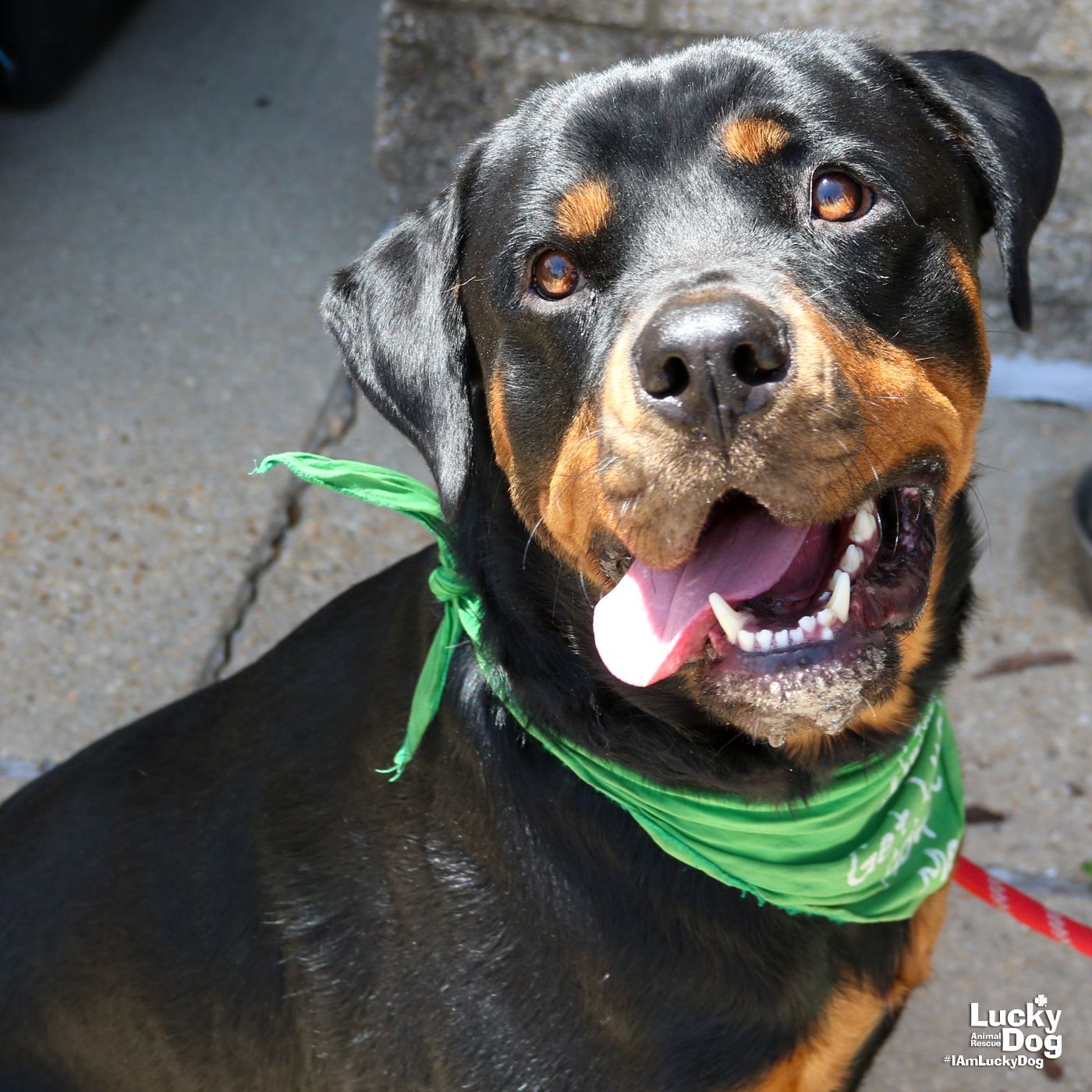 Flint - Rottweiler