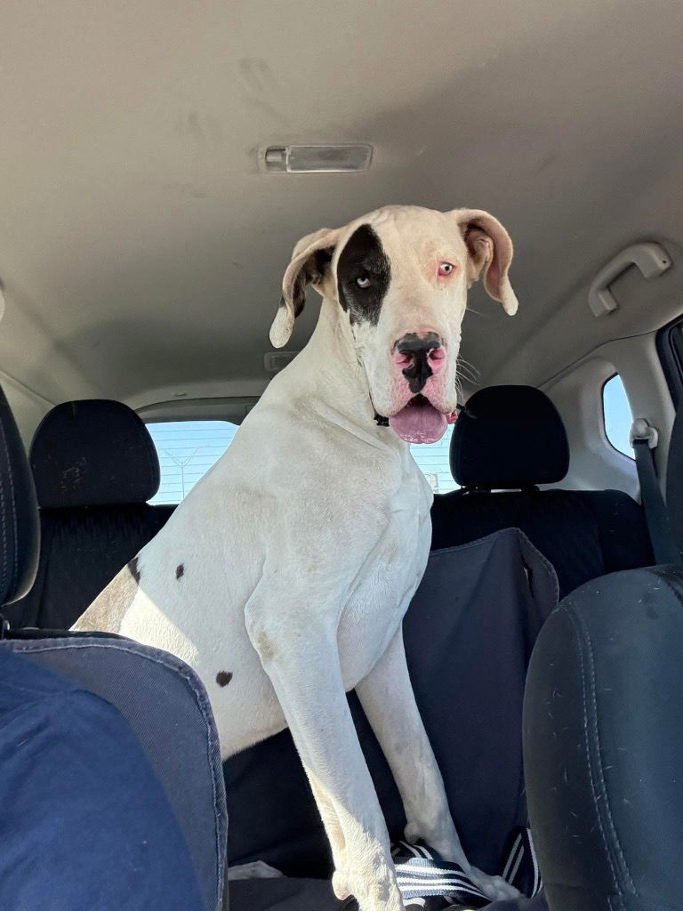 Crusher - Great Dane