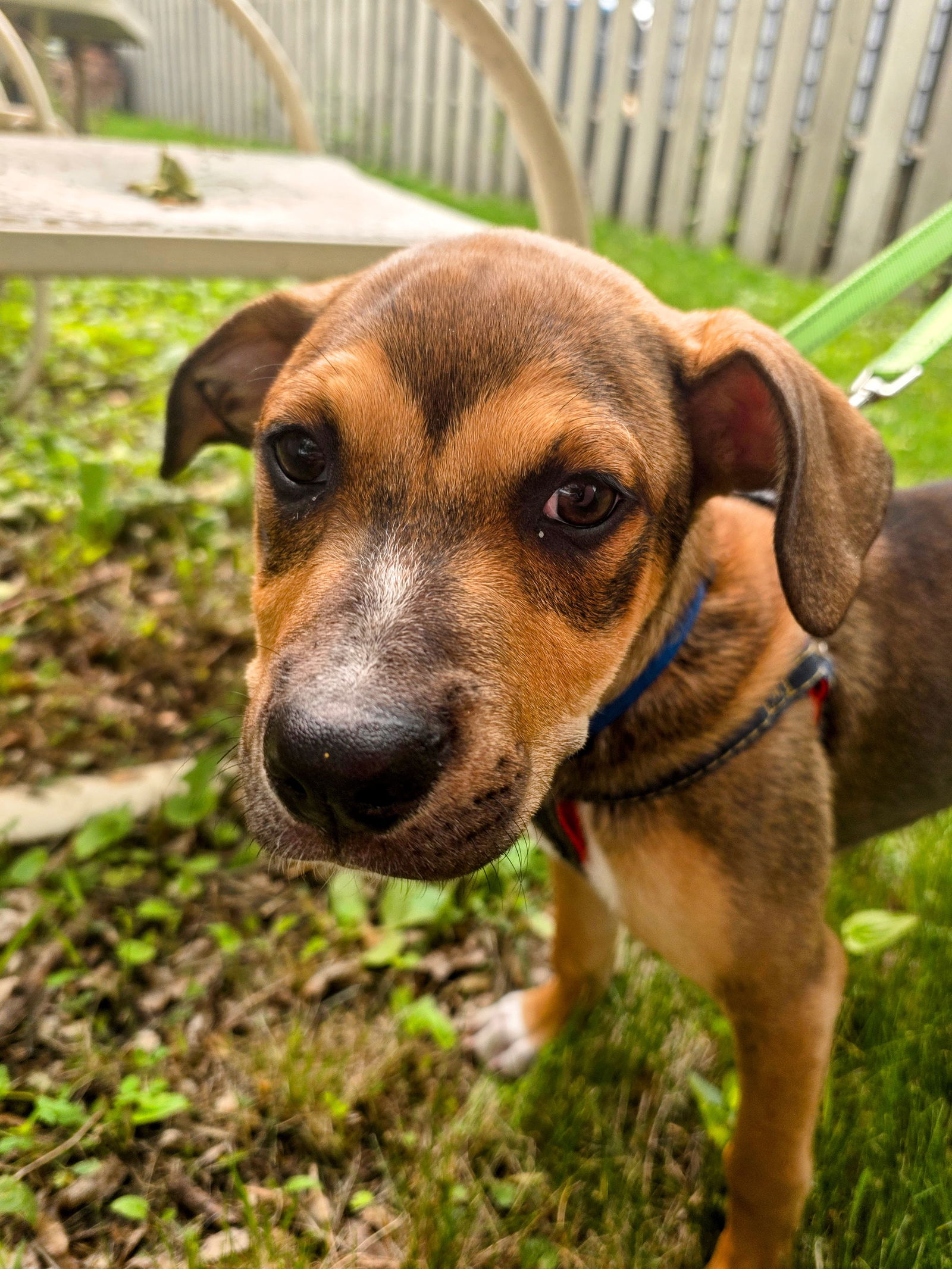 Bluey - Hound
