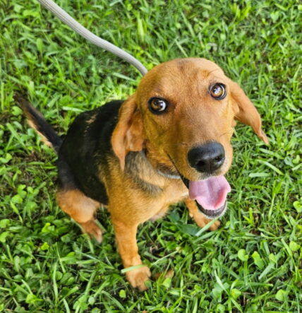 Charm - Beagle