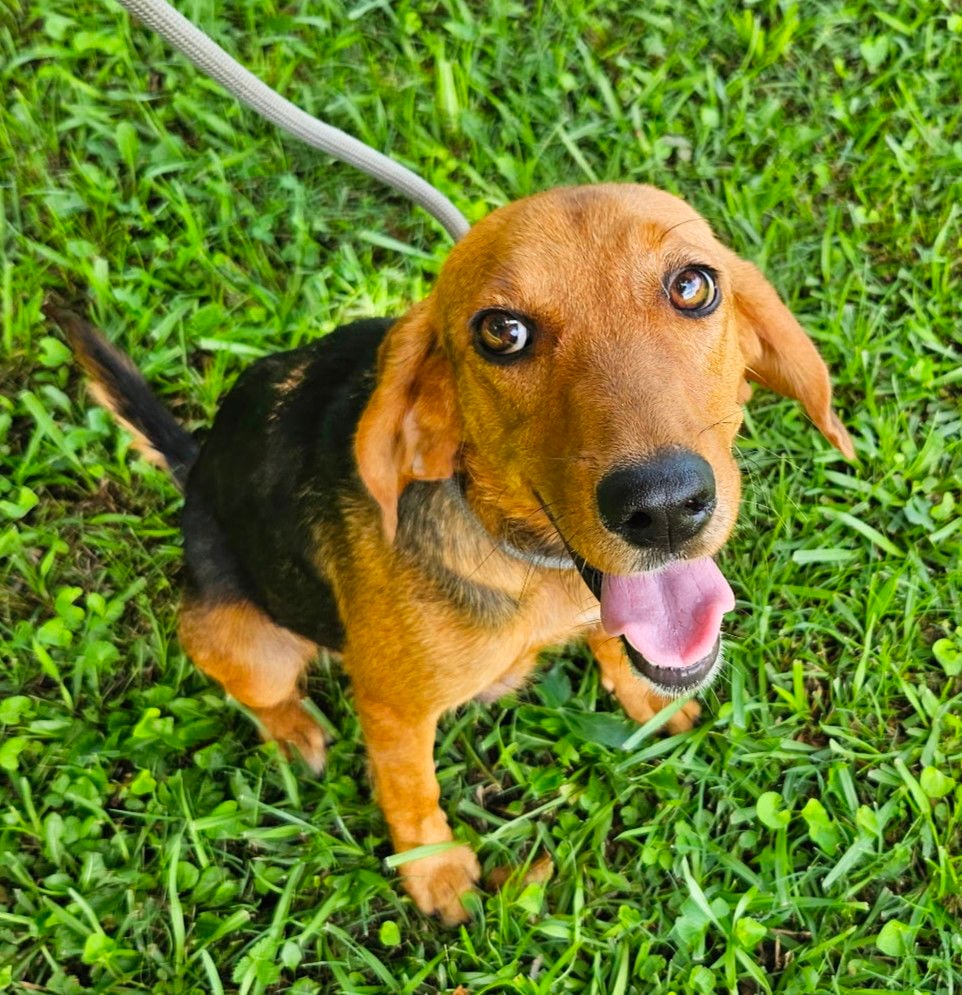 Charm - Beagle