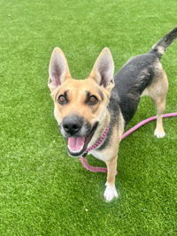 Seven - German Shepherd Dog