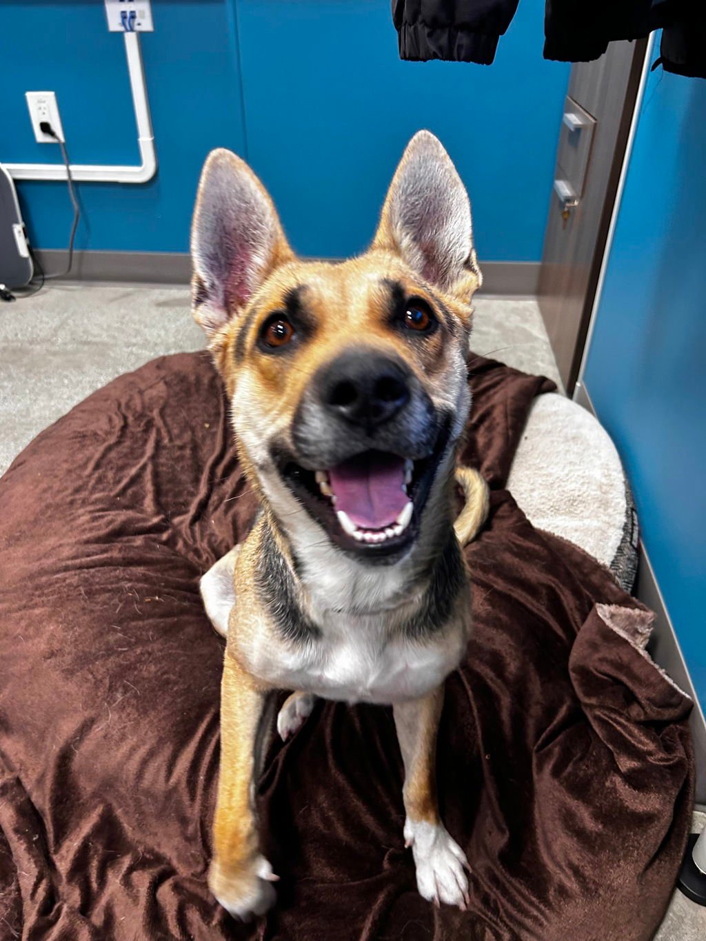 Seven - German Shepherd Dog