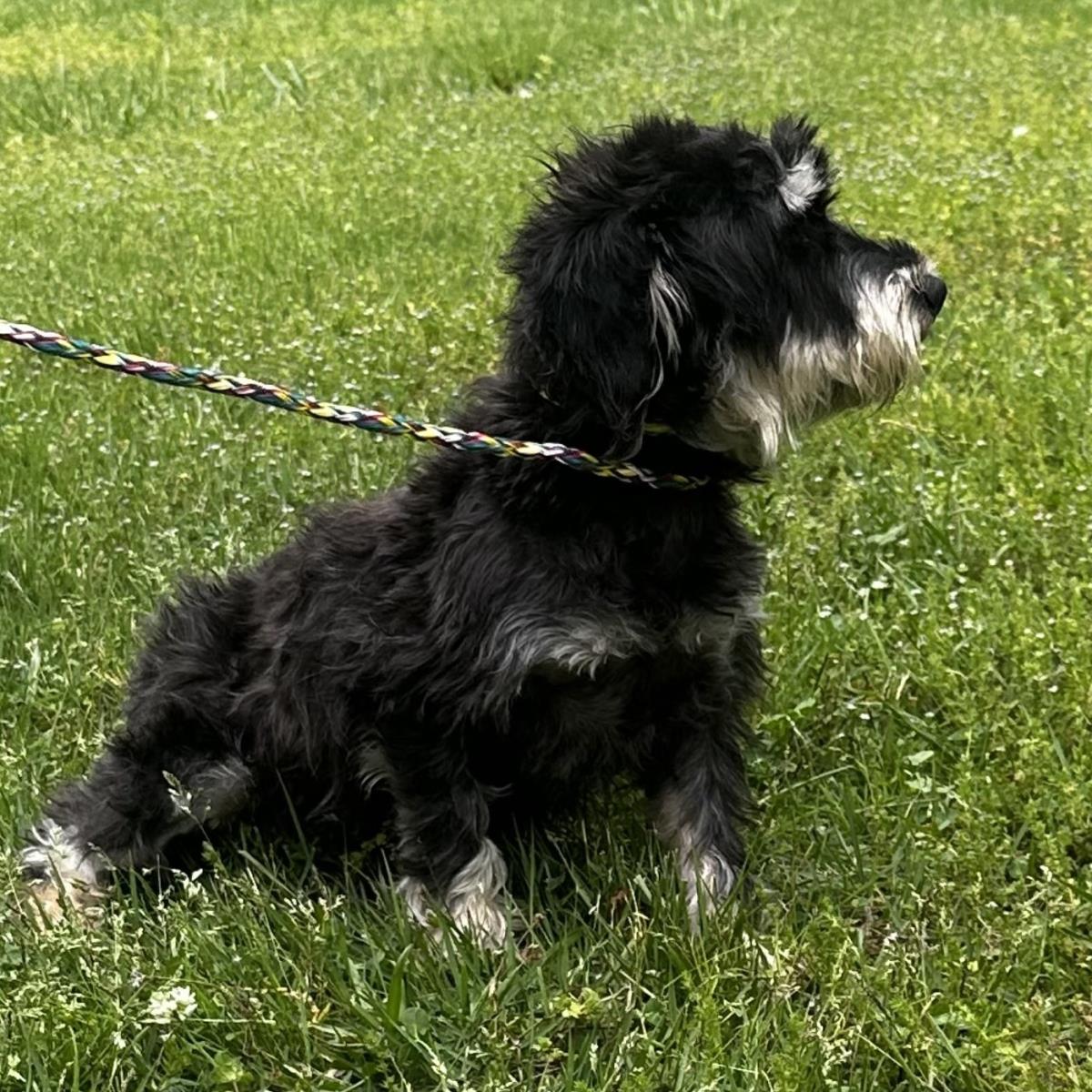 Daisy - Miniature Schnauzer