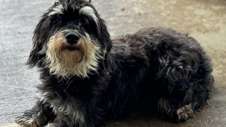 Daisy - Miniature Schnauzer