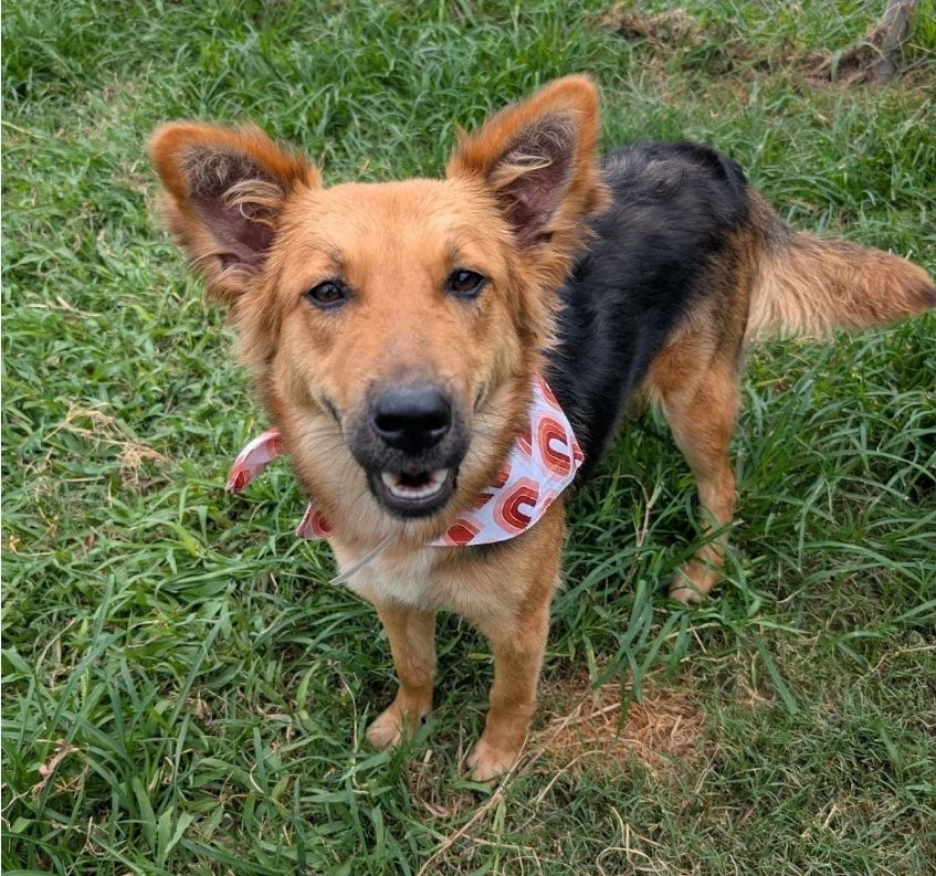 Ziggs - German Shepherd Dog