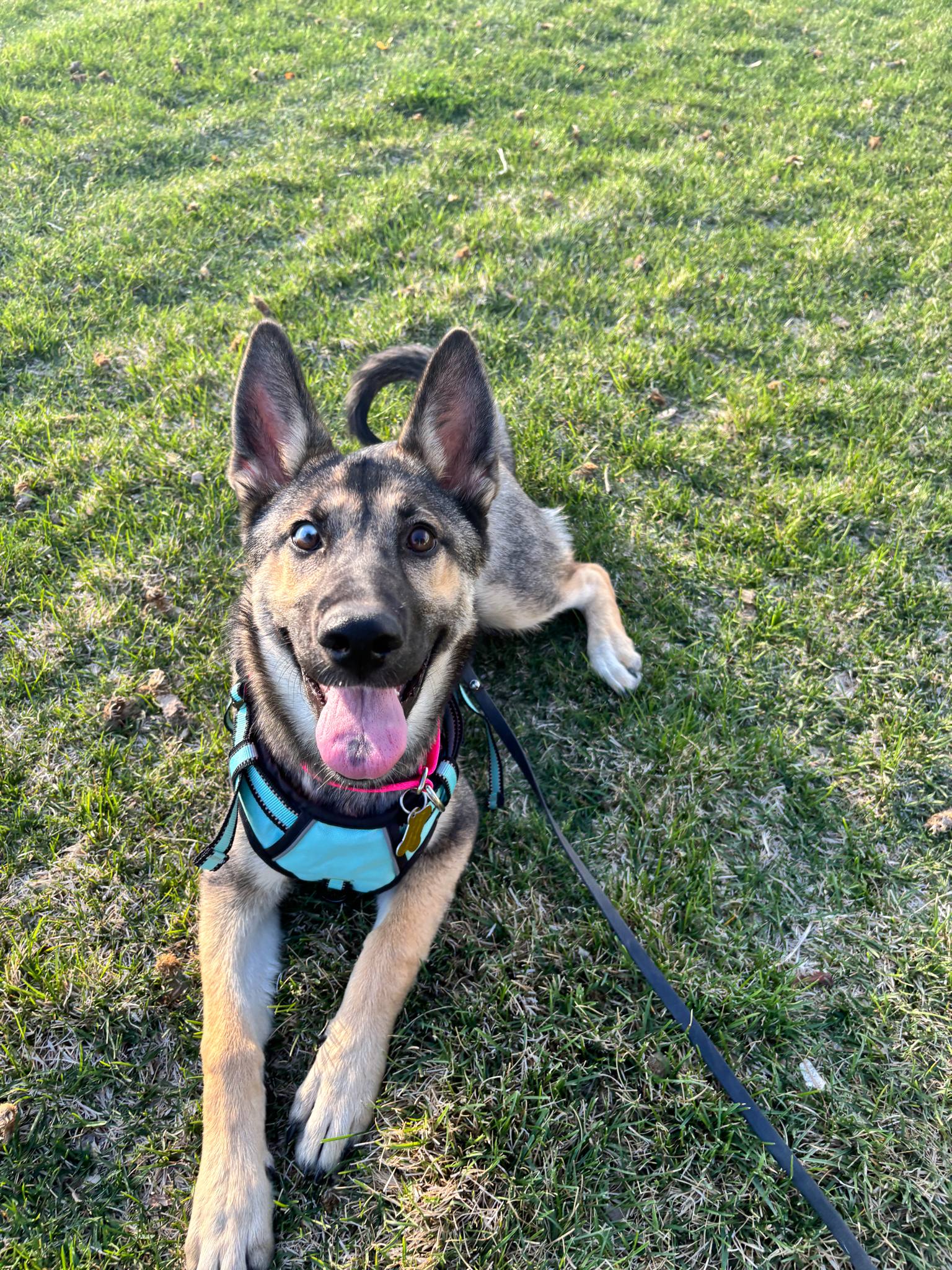 Shakira Isabel - German Shepherd Dog