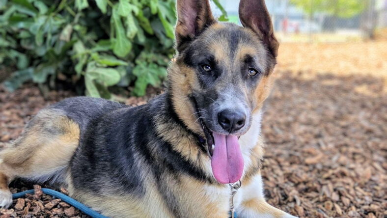 Hedgehog - German Shepherd Dog