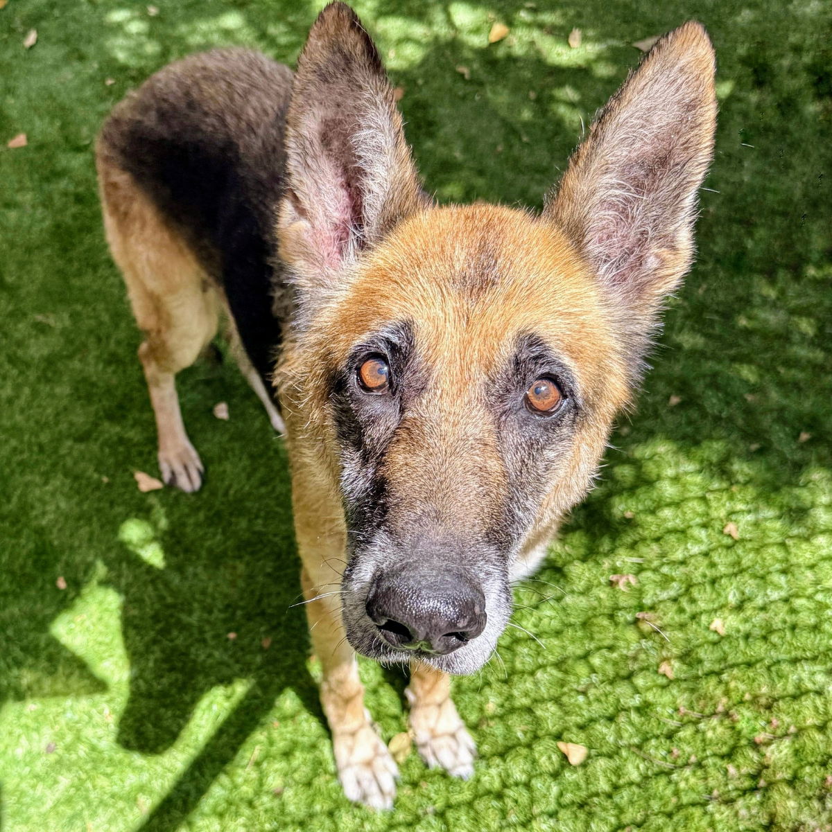 Koko - German Shepherd Dog