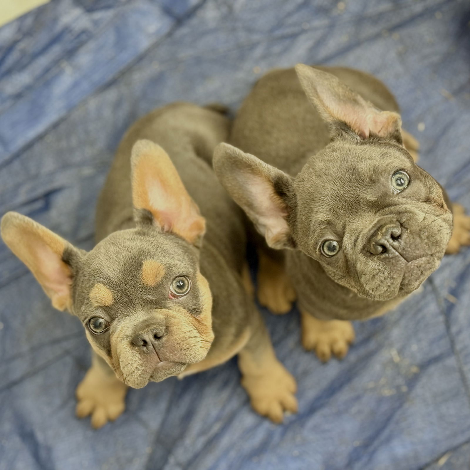 Fleacia - French Bulldog