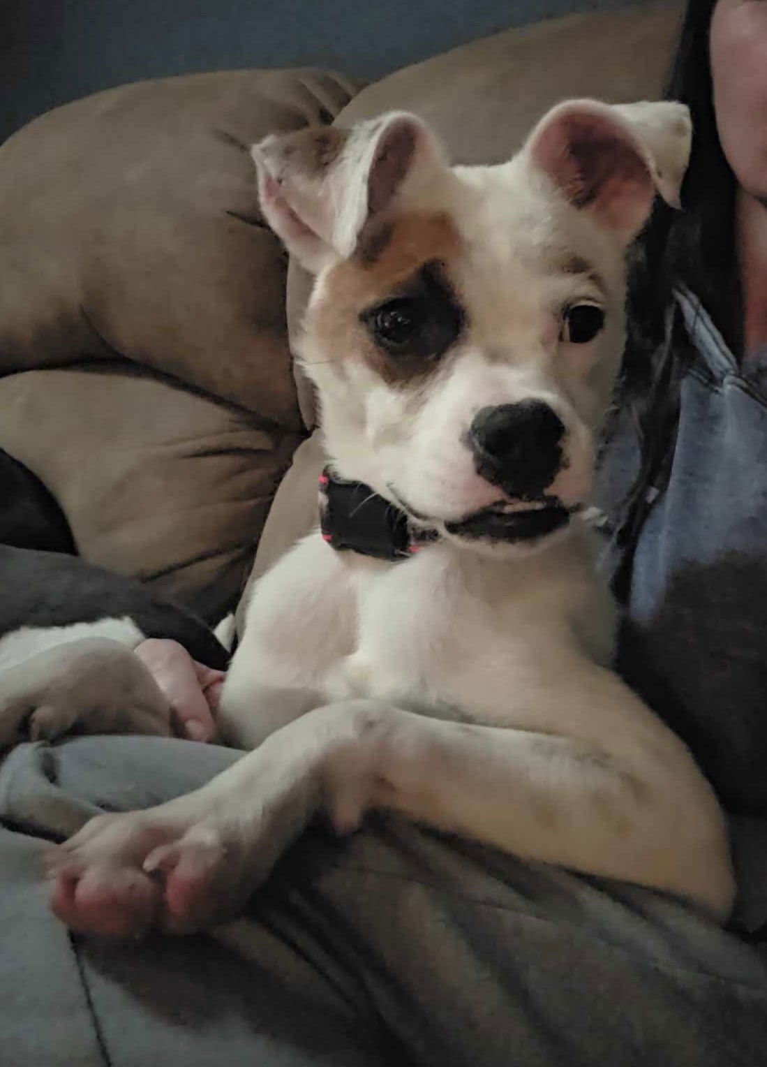 Odie - Terrier
