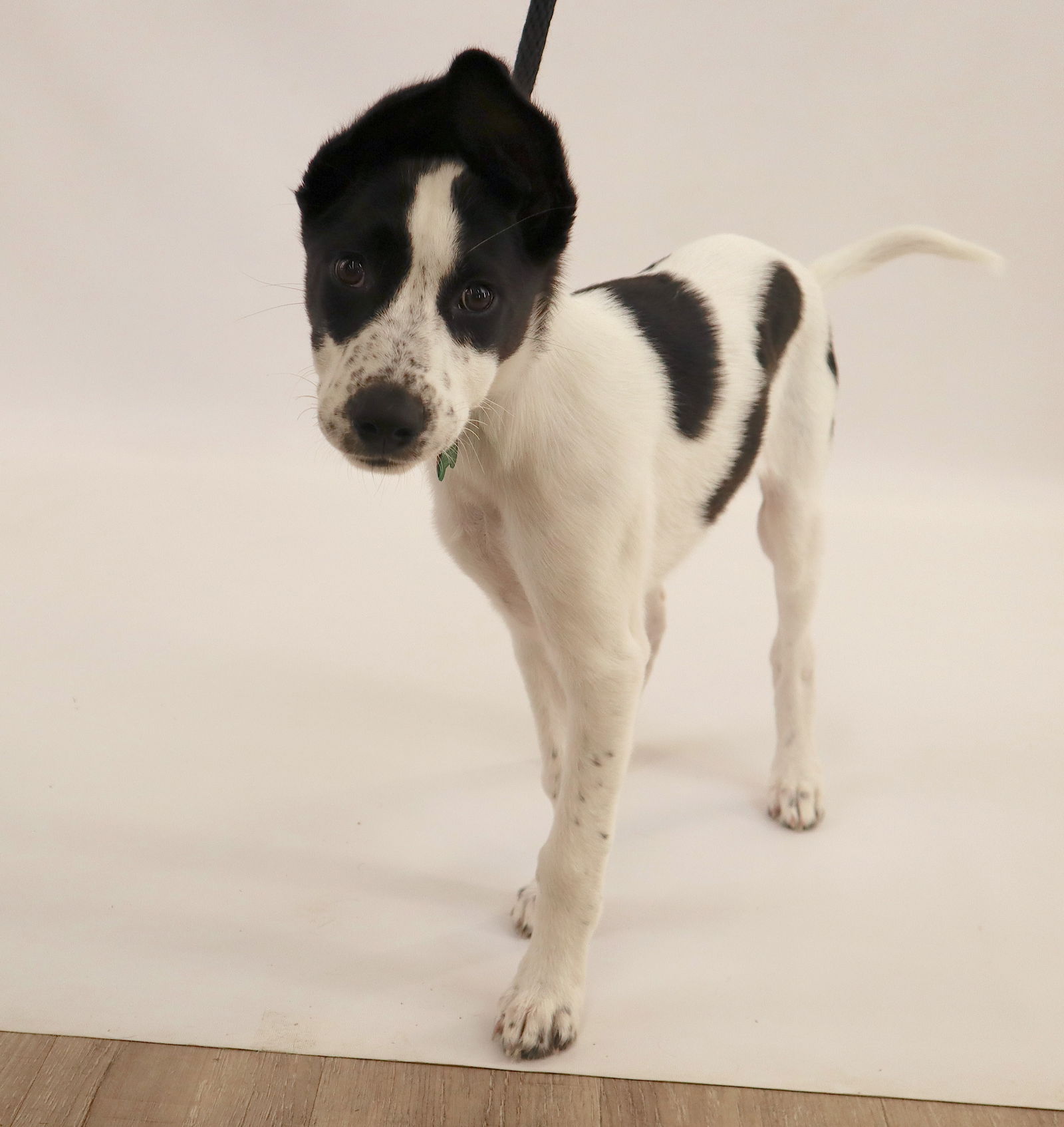 Louise - Border Collie